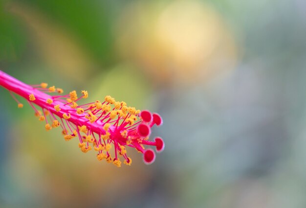 Colpo a macroistruzione del fiore rosso