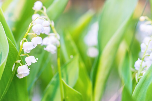 Colpo a macroistruzione del mughetto dei fiori bianchi selvaggi