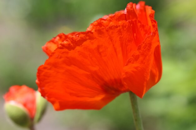 Colpo a macroistruzione del primo piano di un fiore del papavero alla luce solare su un fondo verde confuso naturale del giardino