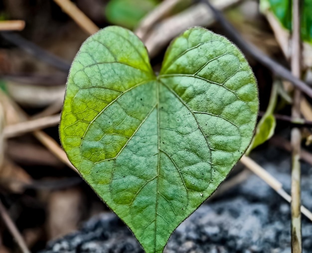 Colpo a macroistruzione delle foglie a forma di cuore al mattino