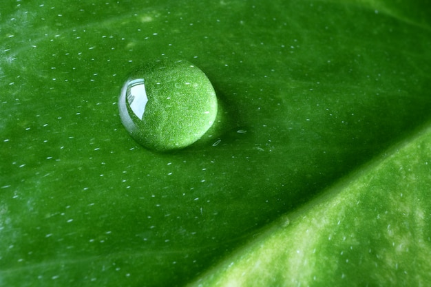 Colpo a macroistruzione di Dewdrop cristallino sulla foglia verde vibrante