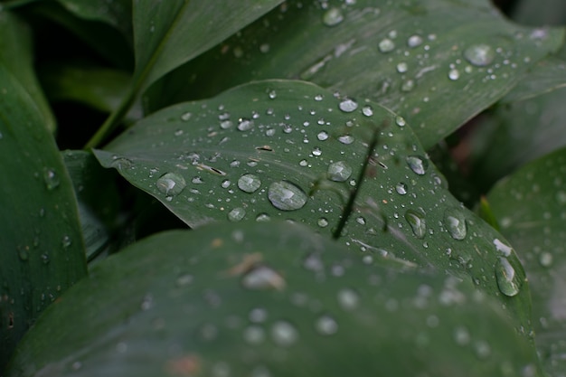 Colpo a macroistruzione di gocce di pioggia sulle foglie verdi. Goccia di rugiada su una foglia della pianta