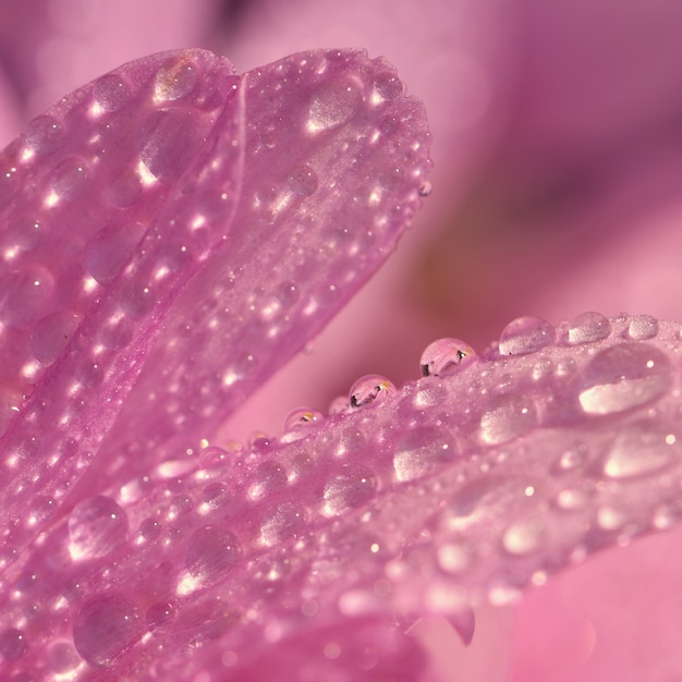 Colpo a macroistruzione di gocce sul fiore. Bella priorità bassa rosa nera naturale.