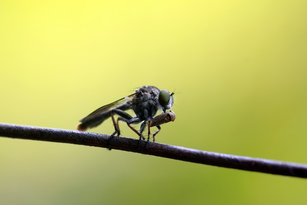 colpo a macroistruzione di una mosca di ladro mentre mangia l&#39;insetto