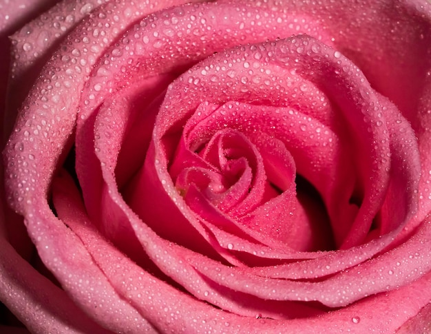 Colpo a macroistruzione di una rosa rosa rugiadosa