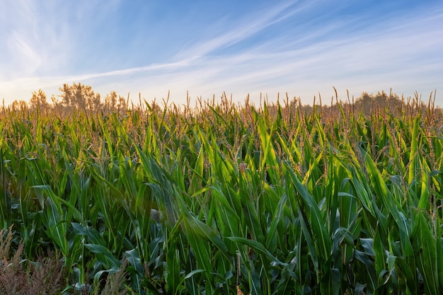 Colpo agricolo: file di piante di mais che crescono su un vasto campo con terreno fertile che conduce all'orizzonte.