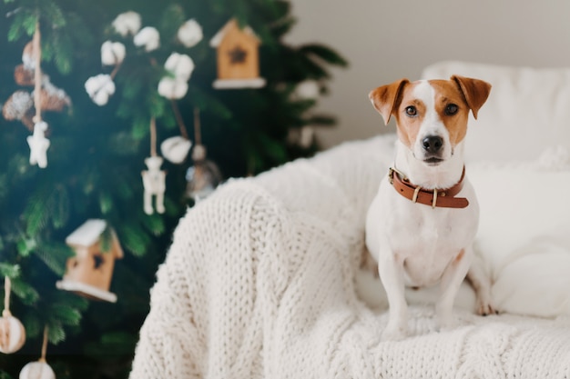 Colpo al coperto di adorabile cucciolo indossa colletto intorno al collo, pone sul comodo divano con plaid bianco, essendo a casa, gode di un'atmosfera festosa.