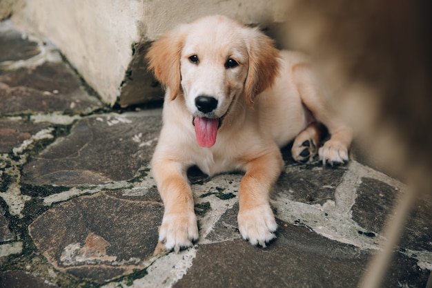 Colpo alla testa di Golden Retriever che sembra molto interessato