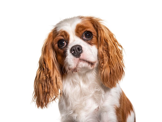 Colpo alla testa di un cane Cavalier King Charles Spaniel isolato