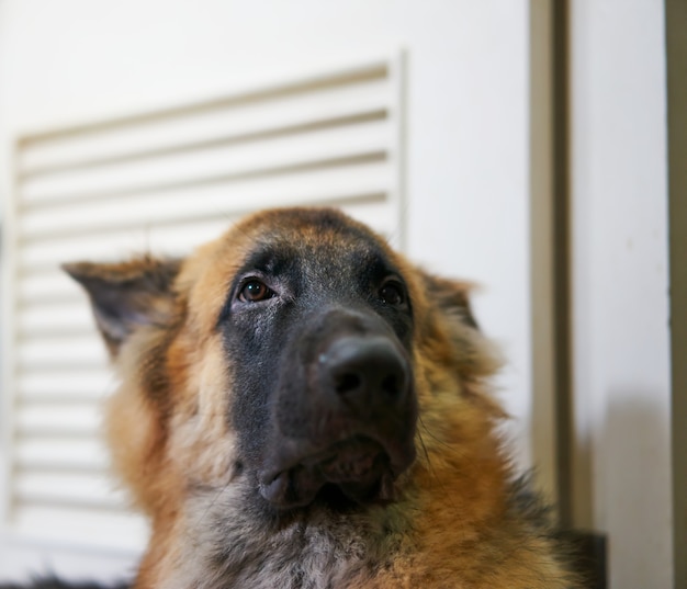 Colpo alla testa di un cane che cerca qualcosa