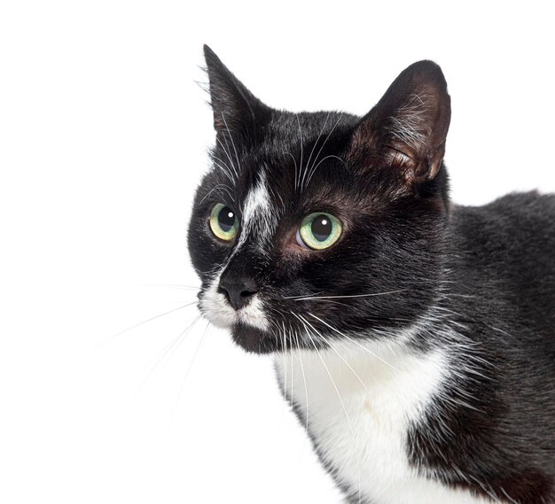 Colpo alla testa di un gatto incrocio bianco e nero isolato su bianco