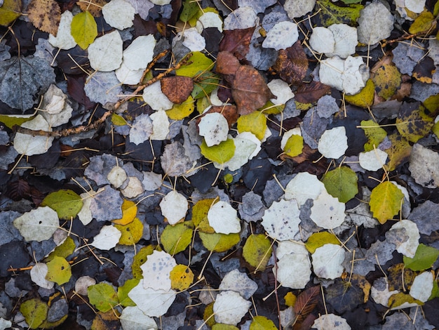 Colpo ambientale delle foglie asciutte variopinte sulla terra