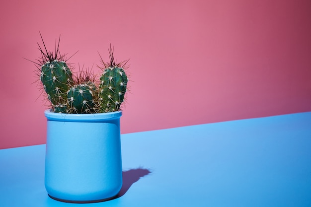 Colpo creativo cactus d'arte su uno sfondo rosa-blu luminoso bicolore al sole con ombre infantili. copia spazio.