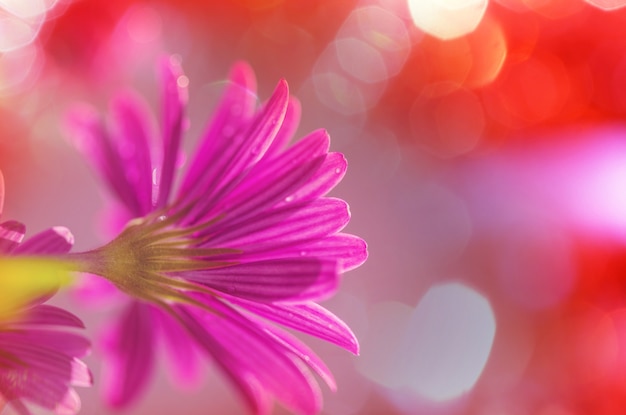 Colpo del primo piano dei bellissimi fiori. Adatto per sfondo floreale.