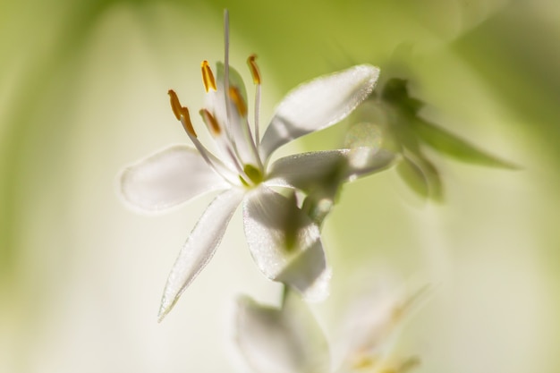 Colpo del primo piano dei bellissimi fiori. Adatto per sfondo floreale.