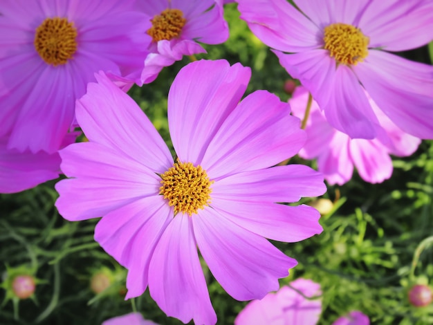 Colpo del primo piano del fiore rosa con pollini gialli