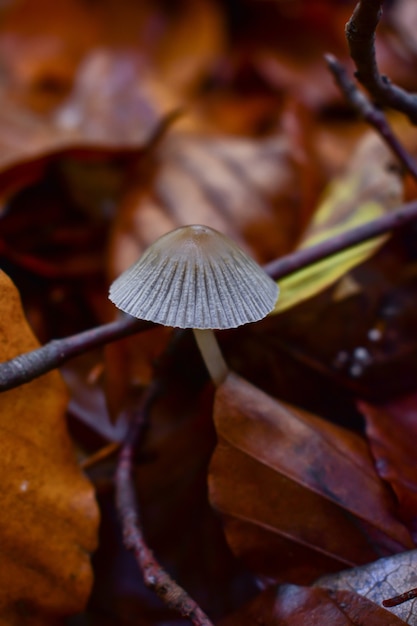 Colpo del primo piano del fungo autunnale nella foresta