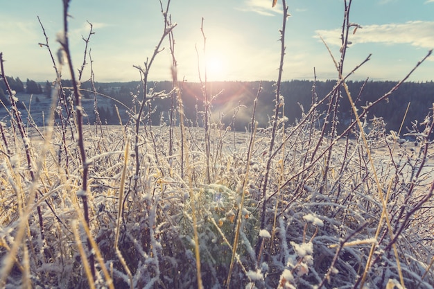 Colpo del primo piano dell'erba congelata nella mattina d'inverno in montagna.