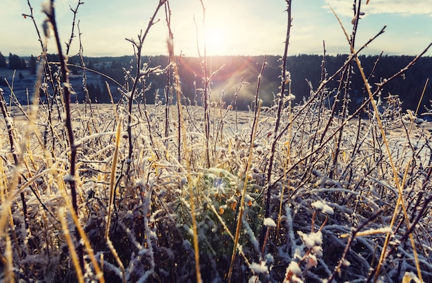 Colpo del primo piano dell'erba congelata nella mattina d'inverno in montagna.