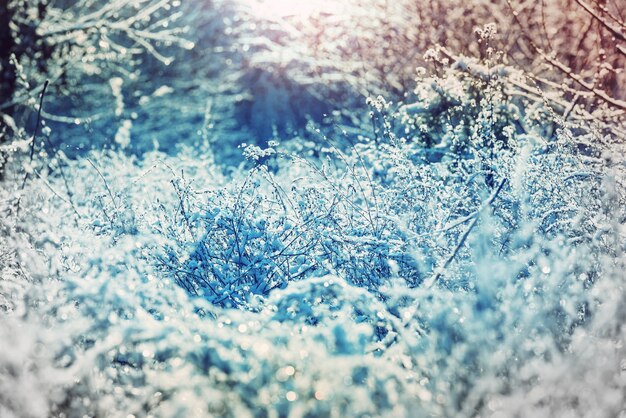 Colpo del primo piano dell'erba congelata nella mattina d'inverno in montagna.