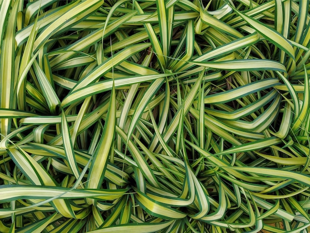 Colpo del primo piano della pianta verde di Ophiopogon jaburan