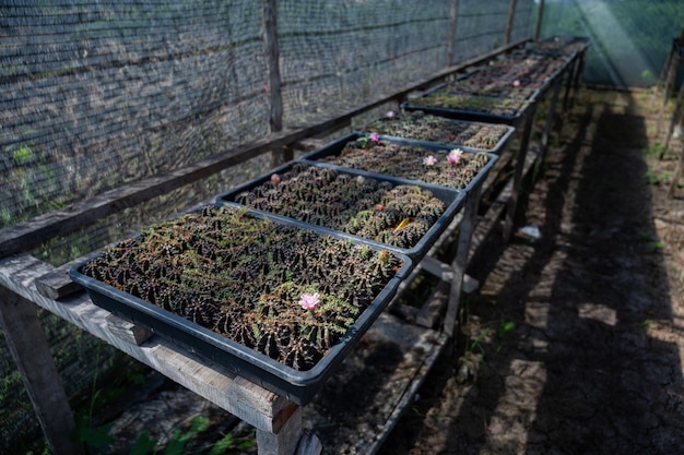 Colpo del primo piano della serra del cactus