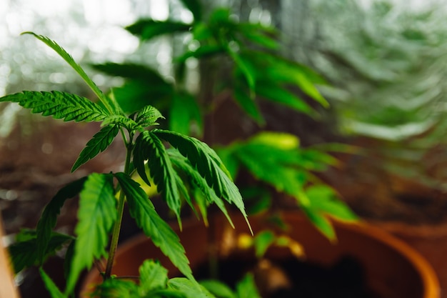 Colpo del primo piano delle foglie di cannabis di coltivazione in giardino. Pianta sostanza stupefacente