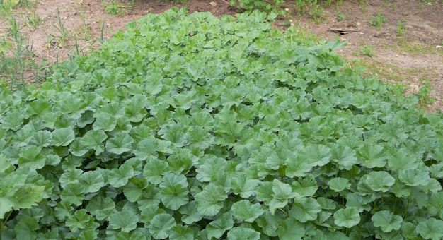 Colpo del primo piano delle foglie verdi di Malva sylvestris