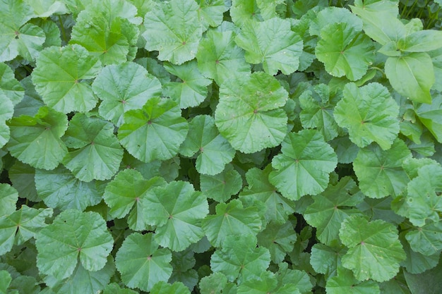 Colpo del primo piano delle foglie verdi di Malva sylvestris