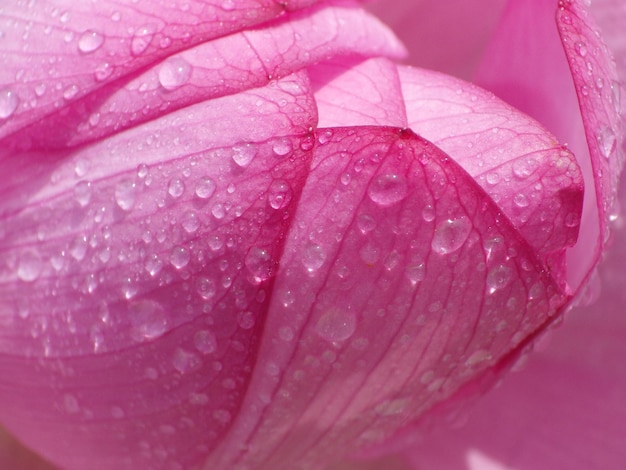 Colpo del primo piano delle goccioline di acqua sui petali rosa di un fiore di loto