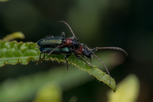 Colpo del primo piano dello scarabeo verde che si accoppia su una foglia verde