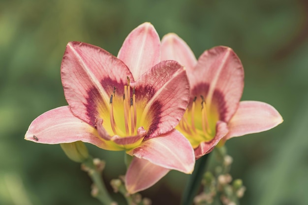 Colpo del primo piano di bellissimi fiori Daylily in fiore su sfondo sfocato