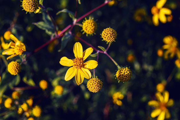 Colpo del primo piano di bellissimi fiori di arnica gialla in un giardino