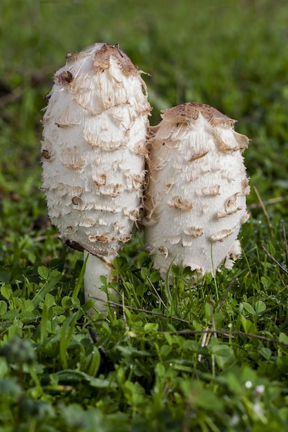 Colpo del primo piano di bellissimi funghi sull'erba verde