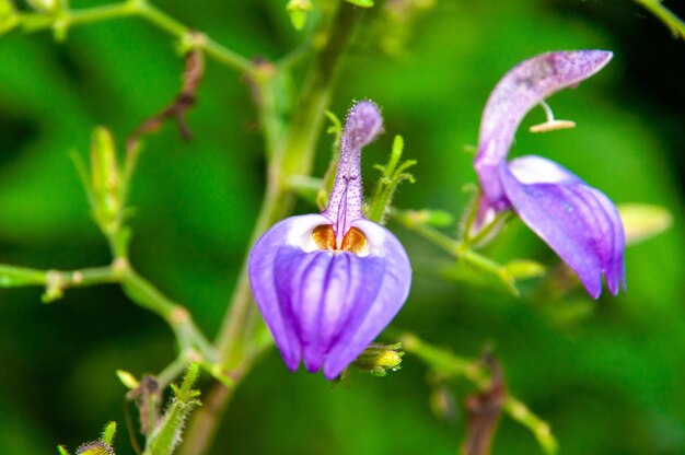 Colpo del primo piano di Brillantaisia owariensis nel giardino