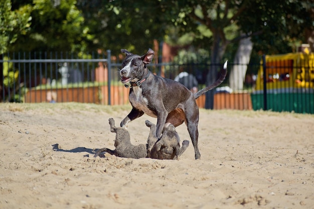 Colpo del primo piano di cani che giocano tra loro nel parco