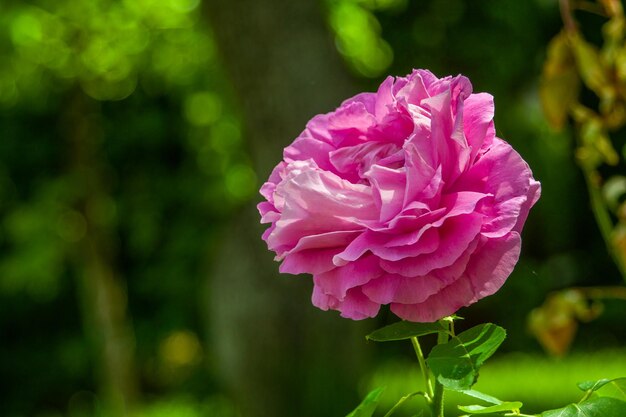 Colpo del primo piano di doppia rosa viola su sfondo sfocato ideale per carta da parati