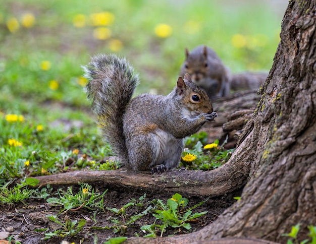 Colpo del primo piano di due scoiattoli vicino ad un albero in una foresta durante il giorno