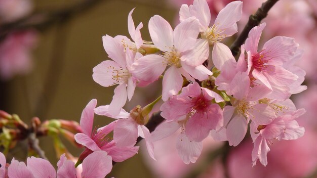 Colpo del primo piano di fiori di ciliegio in fiore - perfetto per lo sfondo