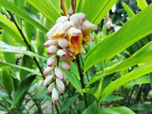 Colpo del primo piano di fiori di zenzero Shell che crescono in un parco