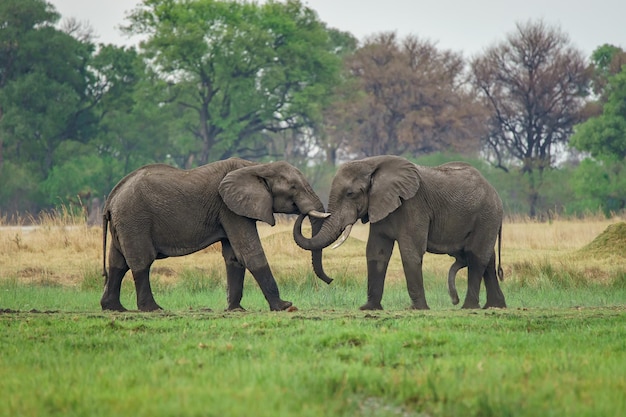 Colpo del primo piano di giovani elefanti nel safari in Africa