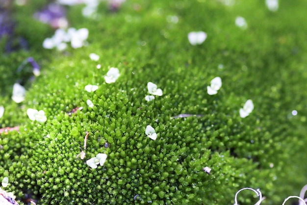 Colpo del primo piano di minuscoli fiori di perla della brughiera su muschio verde