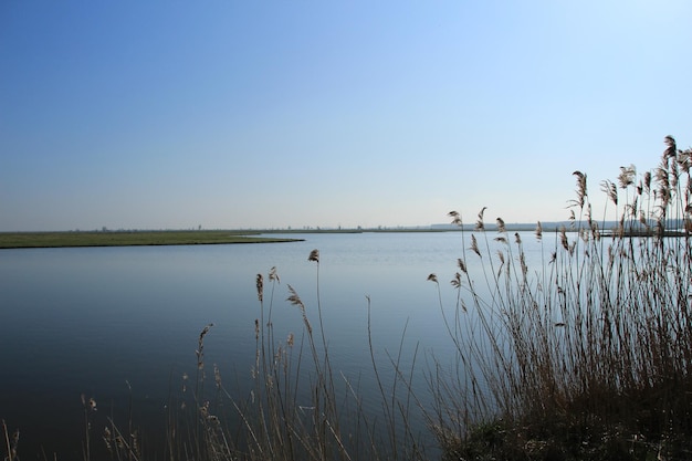 Colpo del primo piano di piante selvatiche di erba dolce sul corpo del lago