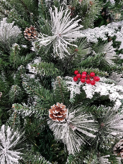 Colpo del primo piano di pigne appese all'albero innevato