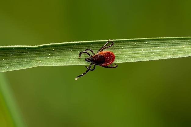 Colpo del primo piano di un acaro rosso sulla foglia verde sullo sfondo sfocato