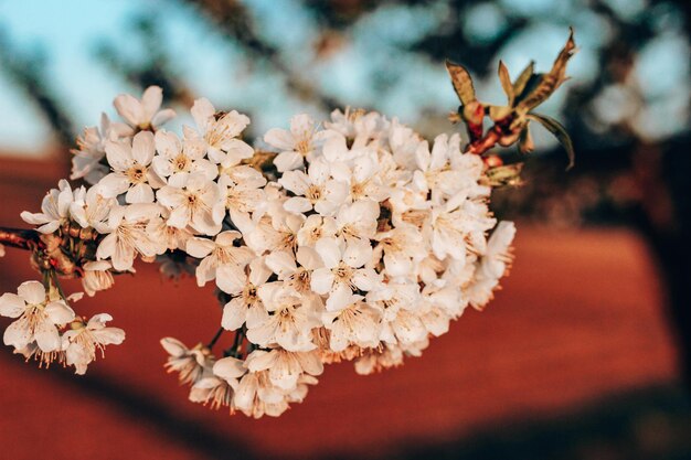 Colpo del primo piano di un albero di ciliegio in fiore bianco