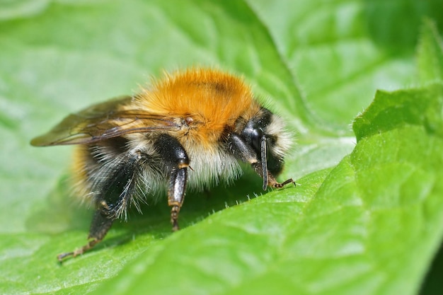 Colpo del primo piano di un'ape carda comune regina Bombus pascuorum su una foglia verde