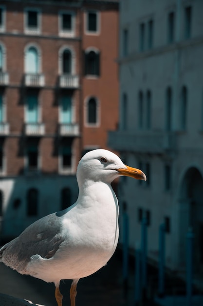 Colpo del primo piano di un bel gabbiano bianco adorabile appollaiato su una ringhiera all'aperto