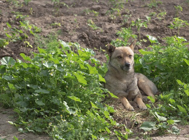 Colpo del primo piano di un cane randagio marrone sdraiato a terra