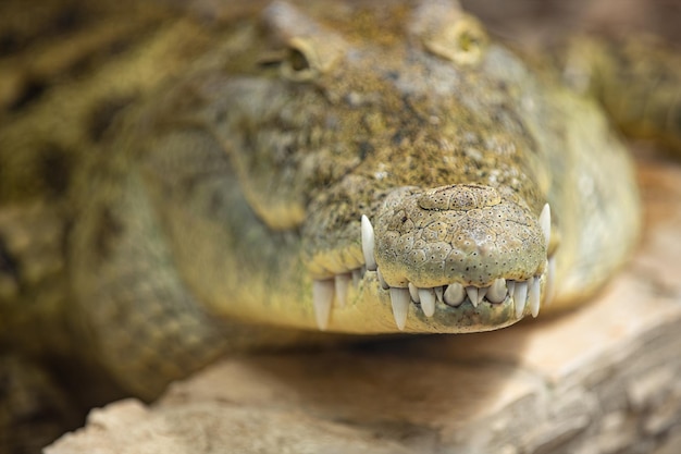 Colpo del primo piano di un coccodrillo pericoloso, bocca del viso, denti. Ritratto animale astratto